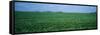 Soybean Crop in a Field, Tama County, Iowa, USA-null-Framed Stretched Canvas