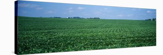 Soybean Crop in a Field, Tama County, Iowa, USA-null-Stretched Canvas