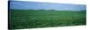 Soybean Crop in a Field, Tama County, Iowa, USA-null-Stretched Canvas