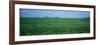 Soybean Crop in a Field, Tama County, Iowa, USA-null-Framed Premium Photographic Print