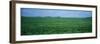 Soybean Crop in a Field, Tama County, Iowa, USA-null-Framed Photographic Print