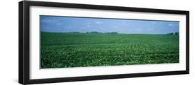 Soybean Crop in a Field, Tama County, Iowa, USA-null-Framed Photographic Print