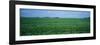 Soybean Crop in a Field, Tama County, Iowa, USA-null-Framed Photographic Print