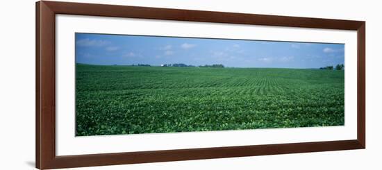Soybean Crop in a Field, Tama County, Iowa, USA-null-Framed Photographic Print