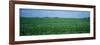 Soybean Crop in a Field, Tama County, Iowa, USA-null-Framed Photographic Print