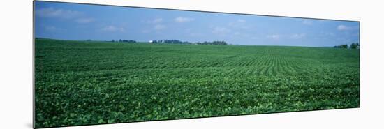 Soybean Crop in a Field, Tama County, Iowa, USA-null-Mounted Photographic Print