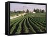 Soybean Fields, Hudson, Illinois, Mid-West, USA-Ken Gillham-Framed Stretched Canvas