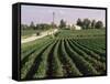 Soybean Fields, Hudson, Illinois, Mid-West, USA-Ken Gillham-Framed Stretched Canvas