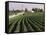 Soybean Fields, Hudson, Illinois, Mid-West, USA-Ken Gillham-Framed Stretched Canvas