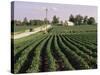 Soybean Fields, Hudson, Illinois, Mid-West, USA-Ken Gillham-Stretched Canvas
