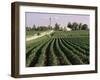 Soybean Fields, Hudson, Illinois, Mid-West, USA-Ken Gillham-Framed Photographic Print