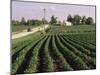 Soybean Fields, Hudson, Illinois, Mid-West, USA-Ken Gillham-Mounted Photographic Print