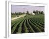 Soybean Fields, Hudson, Illinois, Mid-West, USA-Ken Gillham-Framed Photographic Print
