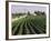 Soybean Fields, Hudson, Illinois, Mid-West, USA-Ken Gillham-Framed Photographic Print