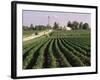 Soybean Fields, Hudson, Illinois, Mid-West, USA-Ken Gillham-Framed Photographic Print