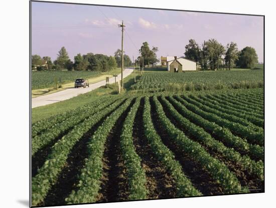 Soybean Fields, Hudson, Illinois, Mid-West, USA-Ken Gillham-Mounted Photographic Print