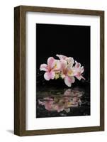 Spa and Aromatherapy Concept Shot- Branch Orchid with Therapy Black Stones-crystalfoto-Framed Photographic Print