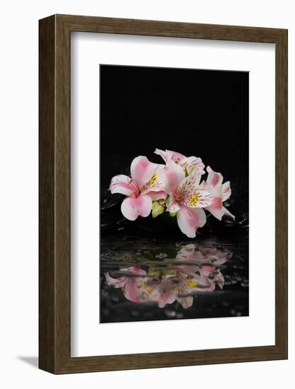 Spa and Aromatherapy Concept Shot- Branch Orchid with Therapy Black Stones-crystalfoto-Framed Photographic Print