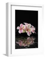 Spa and Aromatherapy Concept Shot- Branch Orchid with Therapy Black Stones-crystalfoto-Framed Photographic Print