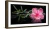 Spa Concept of Blooming Pink Hibiscus and Green Tendril Passionflower-Olga Khomyakova-Framed Photographic Print