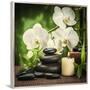 Spa Concept with Zen Basalt Stones and Orchid-scorpp-Framed Premium Photographic Print