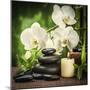 Spa Concept with Zen Basalt Stones and Orchid-scorpp-Mounted Premium Photographic Print