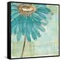 Spa Daisies III-Chris Paschke-Framed Stretched Canvas