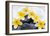 Spa Still Life with Frangipani Flowers,White Towel and Zen Stone-Liang Zhang-Framed Photographic Print