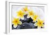 Spa Still Life with Frangipani Flowers,White Towel and Zen Stone-Liang Zhang-Framed Photographic Print