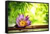 Spa Still Life with Lotus Float on Water,Bamboo Background.-Liang Zhang-Framed Stretched Canvas