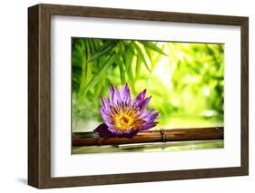 Spa Still Life with Lotus Float on Water,Bamboo Background.-Liang Zhang-Framed Photographic Print