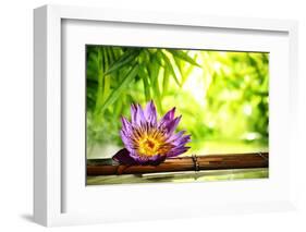 Spa Still Life with Lotus Float on Water,Bamboo Background.-Liang Zhang-Framed Photographic Print