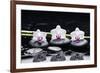 Spa Still Life with Three Orchid and Zen Stones with Bamboo Grove Reflection-crystalfoto-Framed Photographic Print