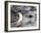 Space Shuttle Atlantis After It Undocked from the International Space Station on June 19, 2007-Stocktrek Images-Framed Photographic Print