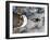 Space Shuttle Atlantis After It Undocked from the International Space Station on June 19, 2007-Stocktrek Images-Framed Photographic Print