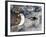 Space Shuttle Atlantis After It Undocked from the International Space Station on June 19, 2007-Stocktrek Images-Framed Photographic Print