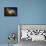 Space Shuttle Atlantis-null-Framed Stretched Canvas displayed on a wall