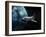 Space Shuttle Backdropped Against Earth-Stocktrek Images-Framed Premium Photographic Print