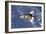 Space Shuttle Discovery-Stocktrek Images-Framed Art Print