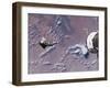 Space Shuttle Edeavour as Seen from the International Space Station, August 10, 2007-Stocktrek Images-Framed Photographic Print