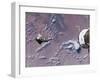 Space Shuttle Edeavour as Seen from the International Space Station, August 10, 2007-Stocktrek Images-Framed Photographic Print