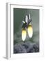 Space Shuttle Taking Off Amongst Grey Smoke and Clouds-null-Framed Art Print
