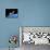 SpaceShipOne, Artwork-Henning Dalhoff-Photographic Print displayed on a wall