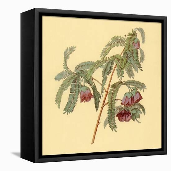 Spaendoncea Tamarandifolia-null-Framed Stretched Canvas