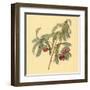 Spaendoncea Tamarandifolia-null-Framed Art Print
