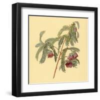 Spaendoncea Tamarandifolia-null-Framed Art Print