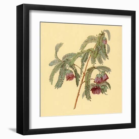 Spaendoncea Tamarandifolia-null-Framed Art Print