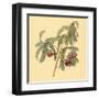 Spaendoncea Tamarandifolia-null-Framed Art Print