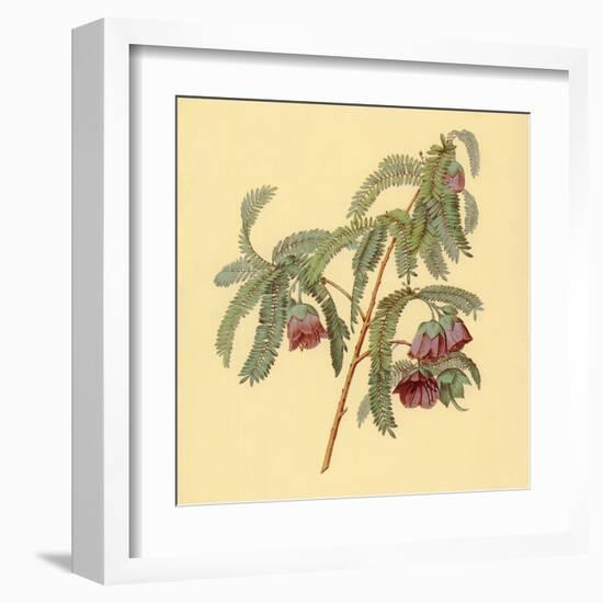 Spaendoncea Tamarandifolia-null-Framed Art Print