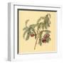 Spaendoncea Tamarandifolia-null-Framed Art Print